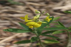 Crotalaria sericea